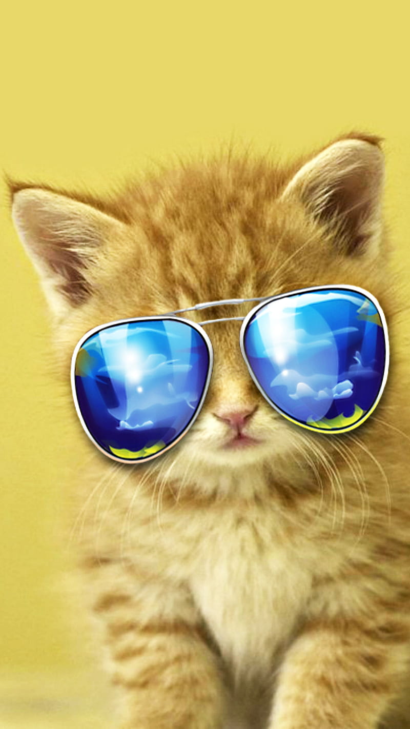 Cool Kitty, bonito, cat, cats, cute, glasses, kitten, kittens, meow, HD phone wallpaper
