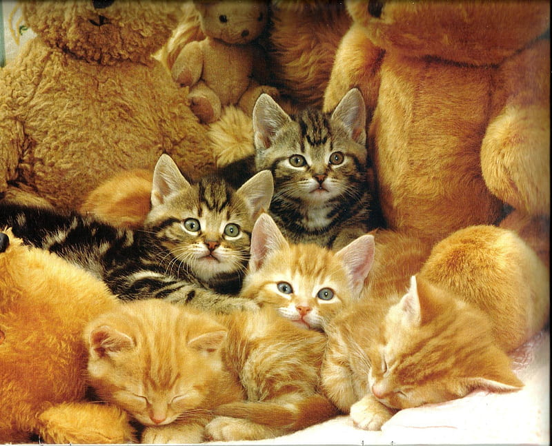 Siblings sleeping with teddy bears, cute, paws, siblings, teddy bear, kitten, HD wallpaper