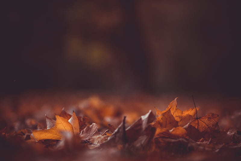 Leaves Are Falling, fall, autumn, orange, seasons, nature, leaf, HD wallpaper