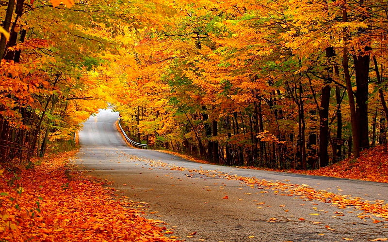 Autumn Colors, fall, pretty, autumn, autumn leaves, bonito, leaves, splendor, autumn carpet, autumn splendor, beauty, road, forest, lovely, view, trees, leaf, tree, wods, peaceful, carpet of leaves, nature, HD wallpaper