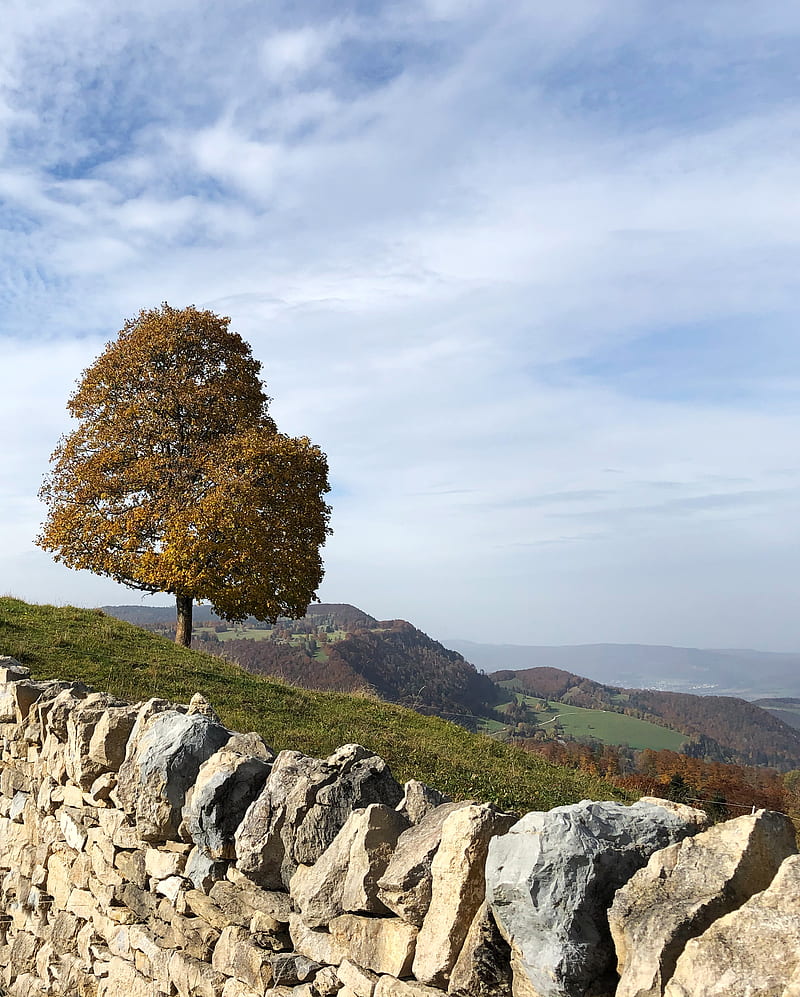 tree, stones, hills, landscape, HD phone wallpaper