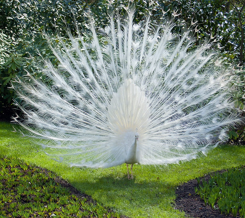Peacock, animal, nature, white, HD wallpaper | Peakpx
