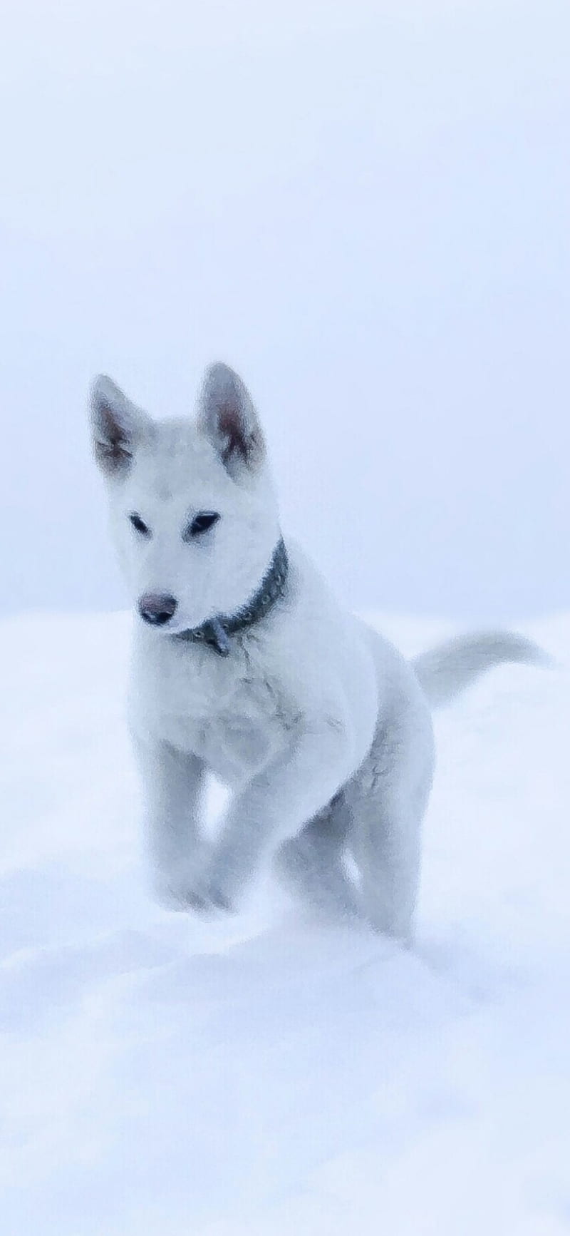 Husky, animal, dogs, fox, ice, puppy, snow, white, winter, wolf, HD phone wallpaper