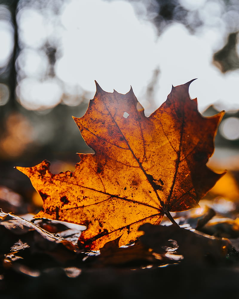 leaf, maple, dry, brown, autumn, HD phone wallpaper