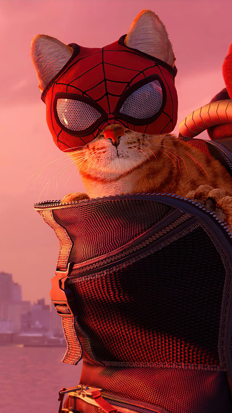 Spiderman Cat, cat, man, spider, HD phone wallpaper | Peakpx