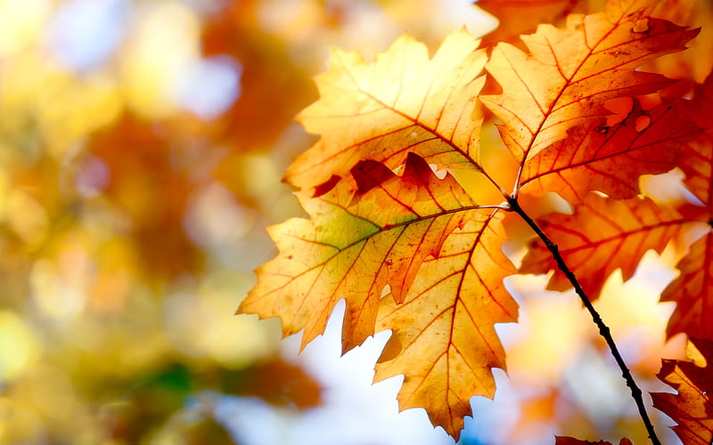 Hãy xem bức ảnh về lá thu hoạch để thưởng thức vẻ đẹp mùa thu tươi đẹp. Cảm nhận sự ấm áp của những tia nắng đầu mùa khi chiếc lá được mùa cắt bỏ đưa vào nhà.