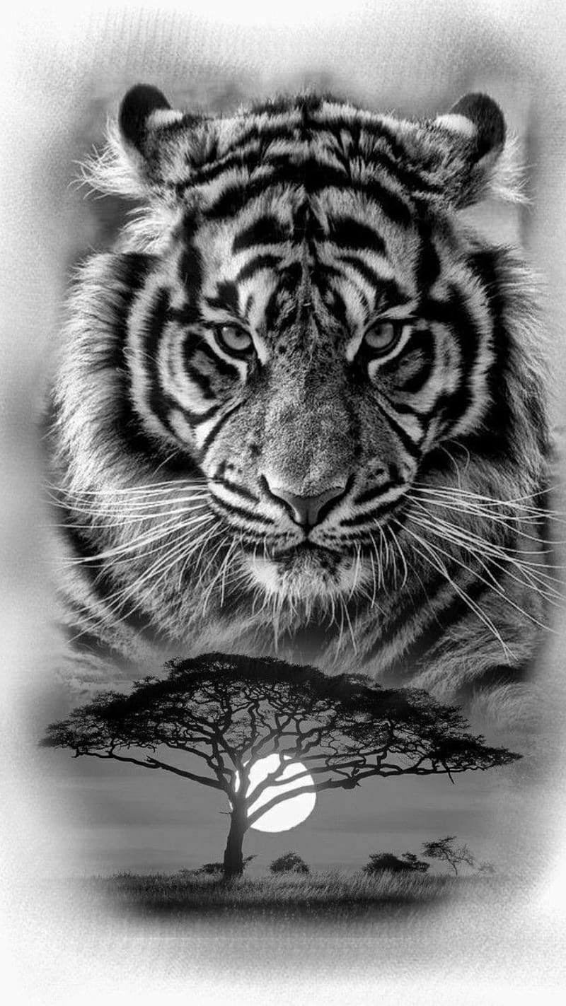 Tiger Lion, Moonlight, tiger in the moonlight, black and white, shere khan, wild animal, HD phone wallpaper