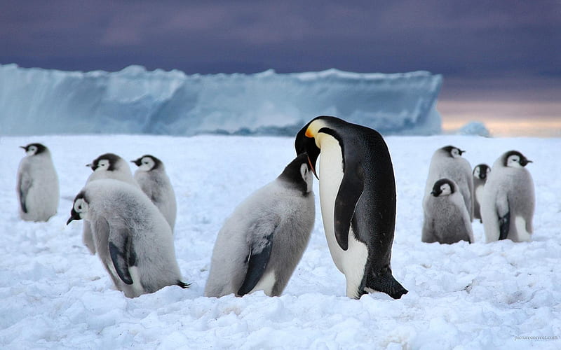 Antarctica King Penguins Animal 08, HD wallpaper