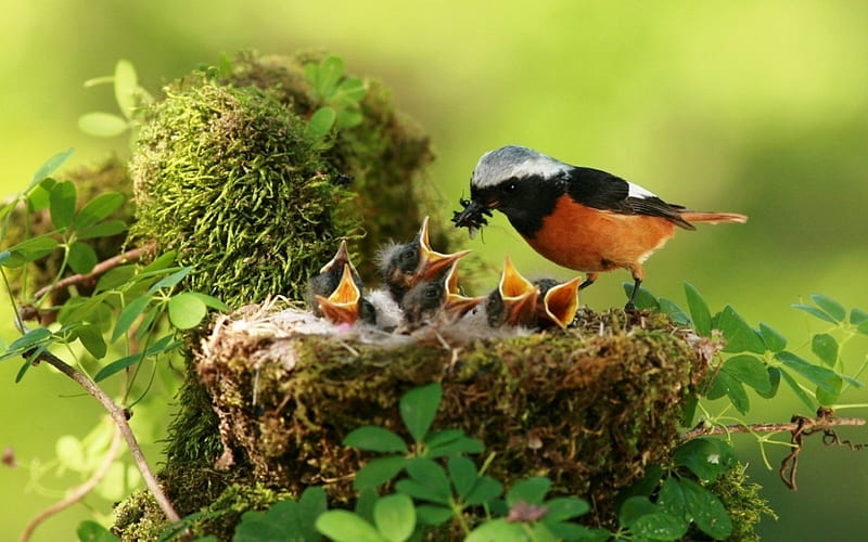 Birds in Nest, birds, feeding, young, nest, HD wallpaper