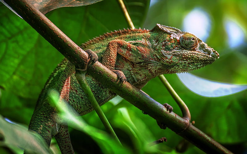 Chameleon, beautiful green lizard, wildlife, reptiles, branches, HD wallpaper