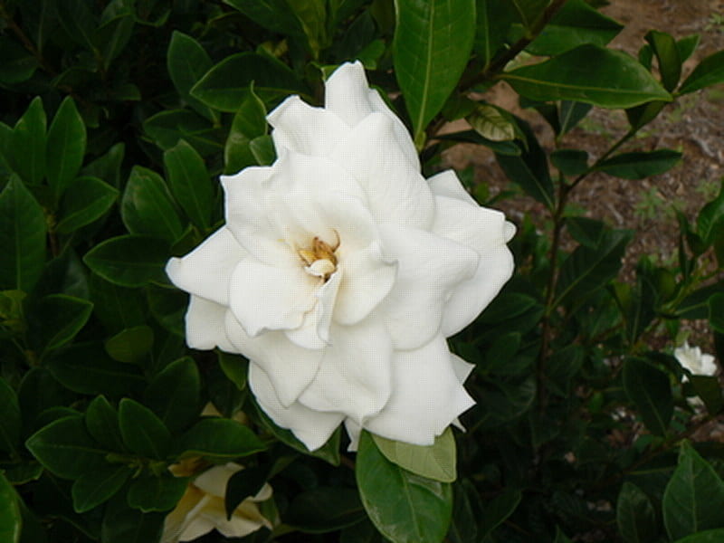GARDENIA, flower, pretty, white, plant, HD wallpaper
