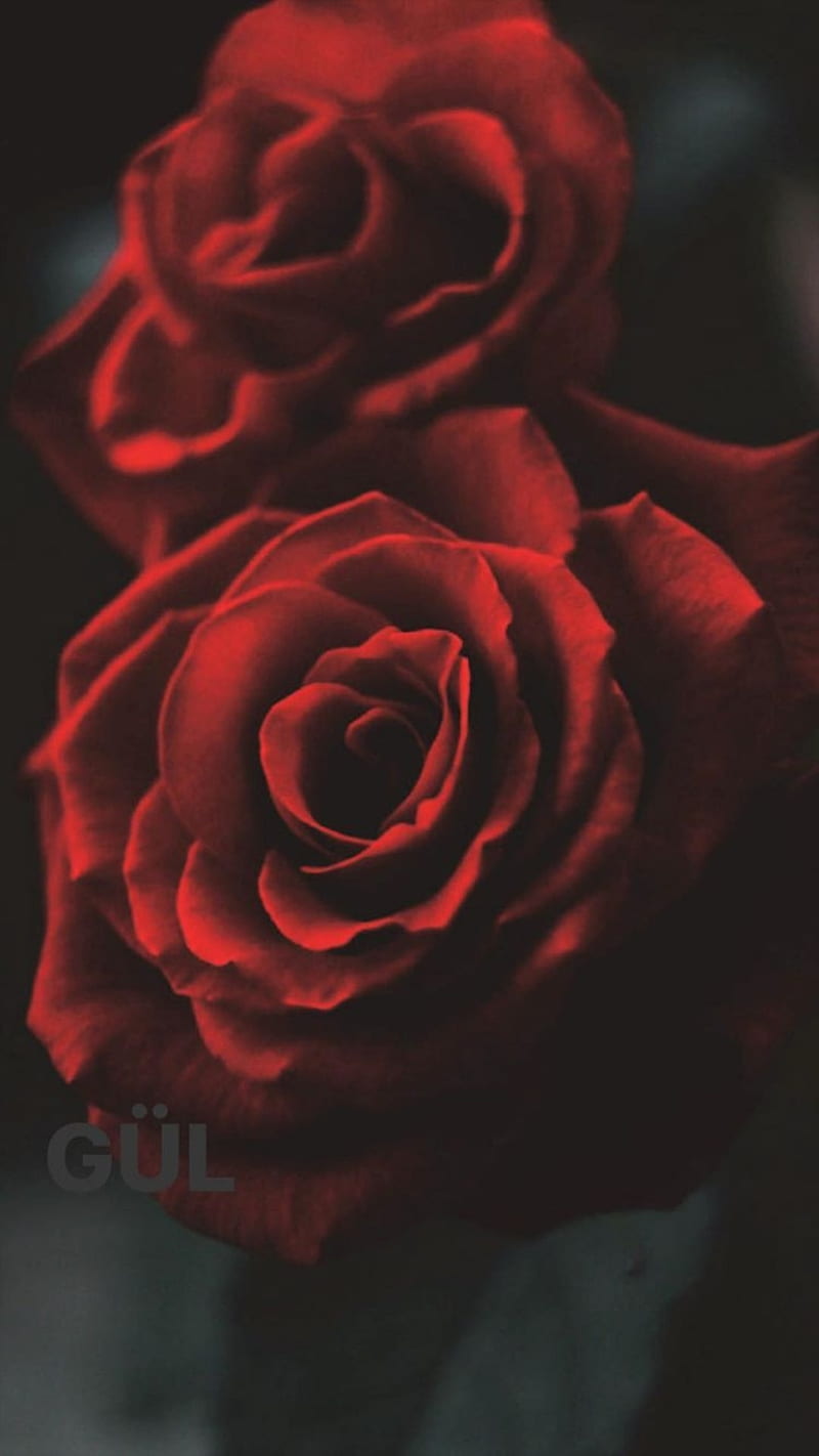 Danger, rose, black, flowers, roses, love, love you, edit, render, sanat, HD  phone wallpaper | Peakpx