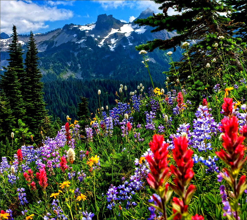 Mountain Meadow, flowers, HD wallpaper | Peakpx