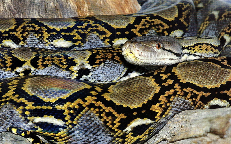 Reticulated Python 2 constrictor, python, animal, graphy, wide screen, wildlife, reptile, snake, HD wallpaper