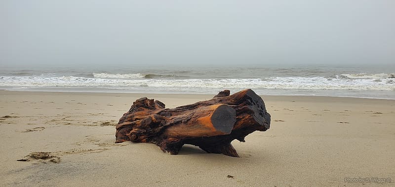Driftwood, wood, California, tree, ocean, beach, sand, cloudy, gray, waves, HD wallpaper