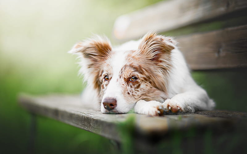 Australian Shepherd, cute white brown dog, pets, Aussie, dog on the bench, dogs, kind eyes, HD wallpaper