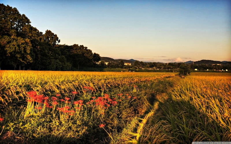Higanbana and Rice Paddies, rice, higanbana, flowers, nature, fields, sky, scenery, HD wallpaper