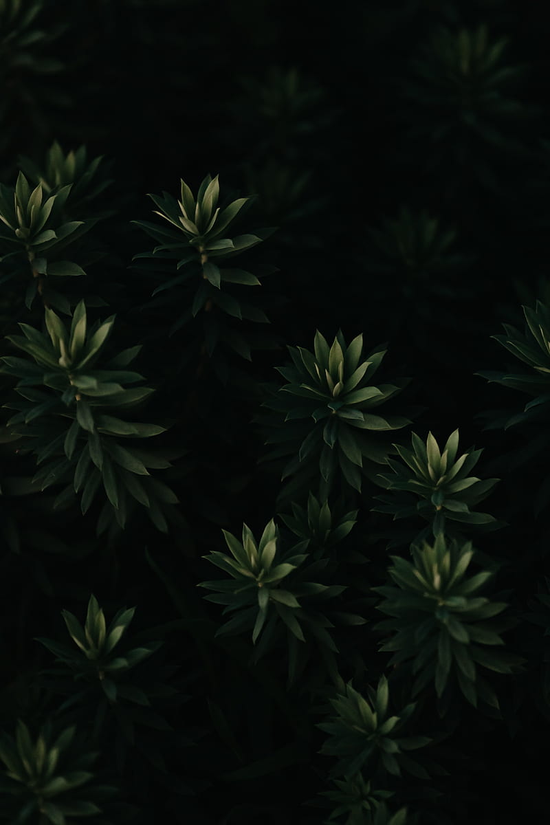 plant, leaves, green, dark, macro, HD phone wallpaper