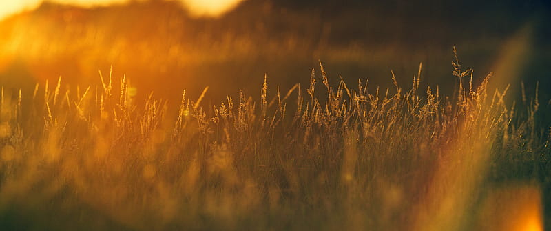 Sunset In Wheat Grass Field, HD wallpaper
