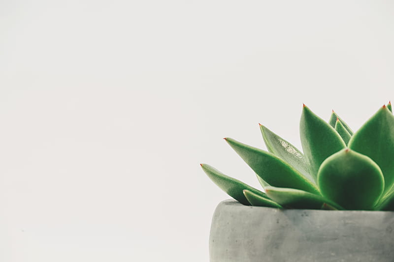 Succulent Plant on Gray Plant Pot Close-up, HD wallpaper