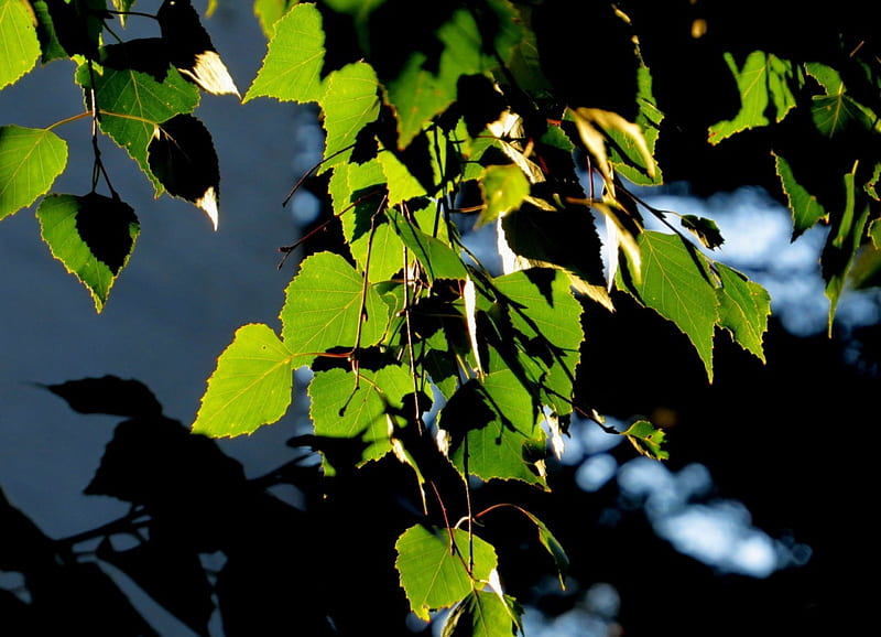 Leaf, summer, birch, tree, HD wallpaper