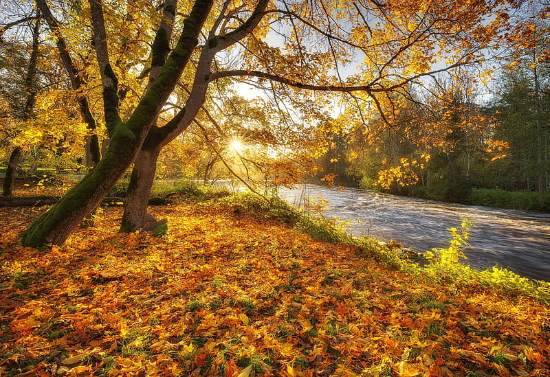 Fall foliage, autumn, leaves, sun, tree, beautiul, branches, foliage, fall, golden, river, HD wallpaper