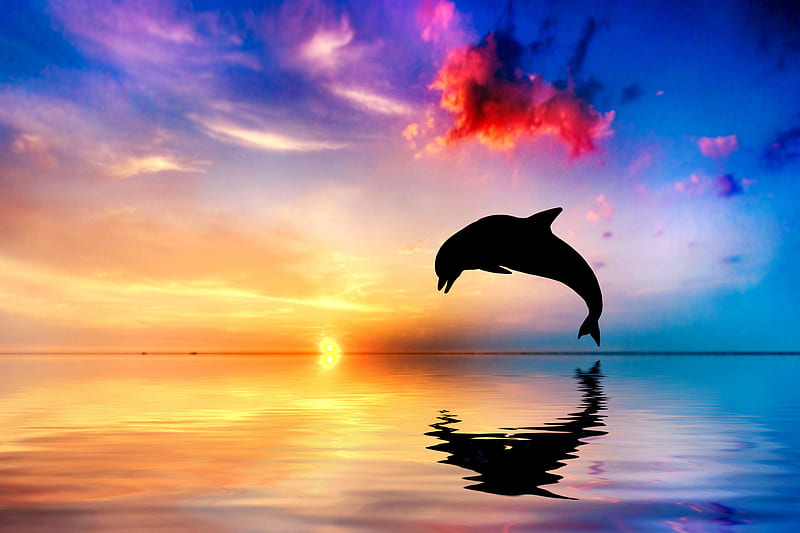 Dolphin Jumping Out Of Water Sunset View , dolphin, ocean, jump, fish, sunset, HD wallpaper