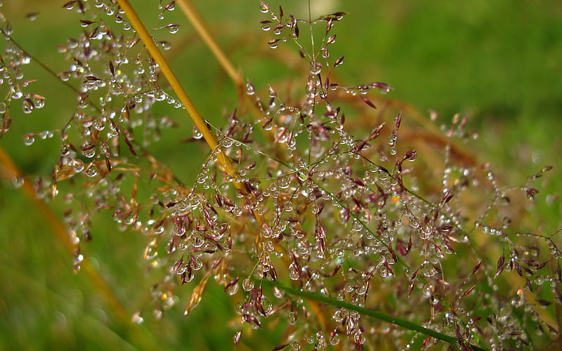 Embroidery Dew, grass, stems, dew, nature, bonito, other, HD wallpaper