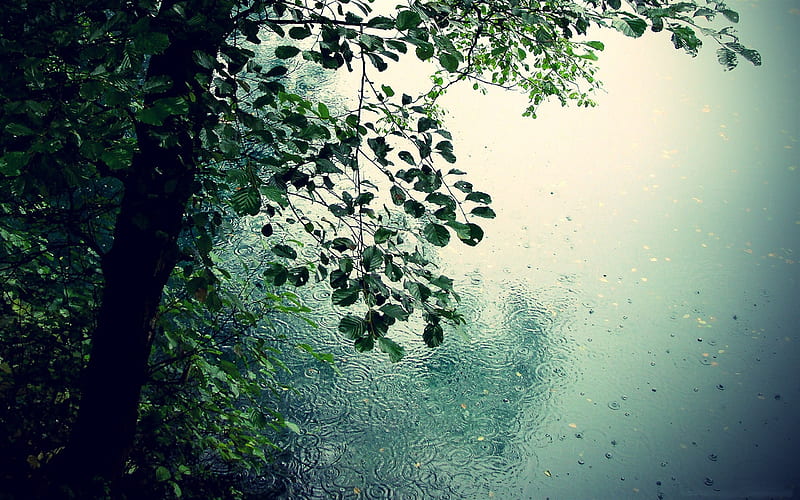 Summer raindrops close up 07, HD wallpaper