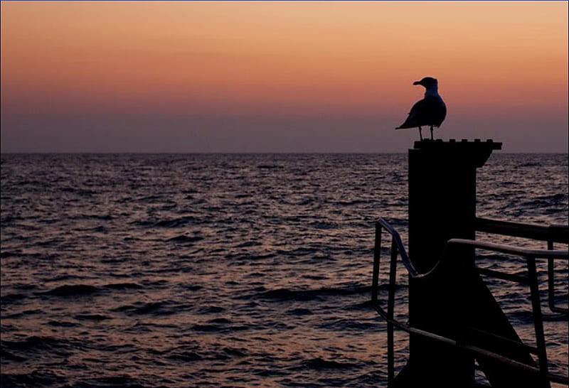 watching the sunset, bird, ocean, summer, peaceful, sunset, seagull, relaxing, HD wallpaper