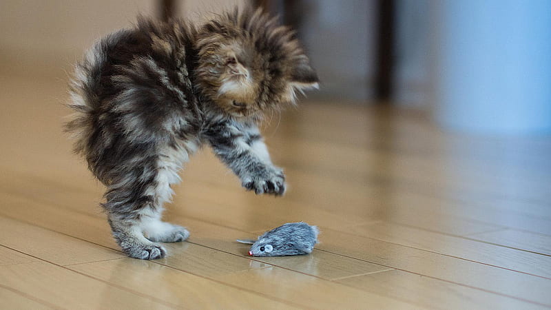 Funny Cat Kitten Play With Mouse Standing On Floor Funny Cat, HD wallpaper