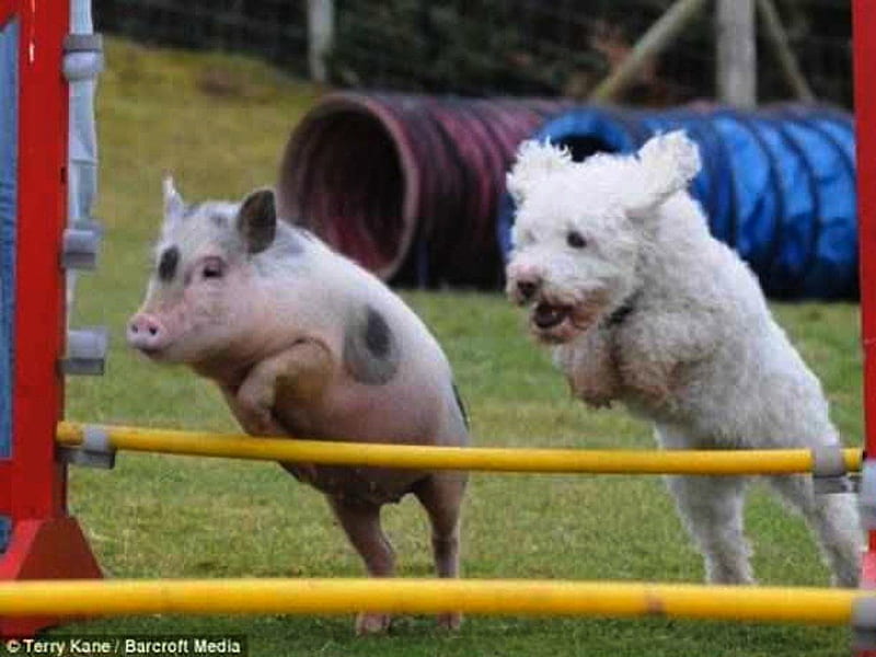 Dog & Pig Race, pig, race, funny, dog, HD wallpaper