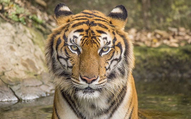 tiger, wildlife, portrait, dangerous animals, tigers, predators, HD wallpaper