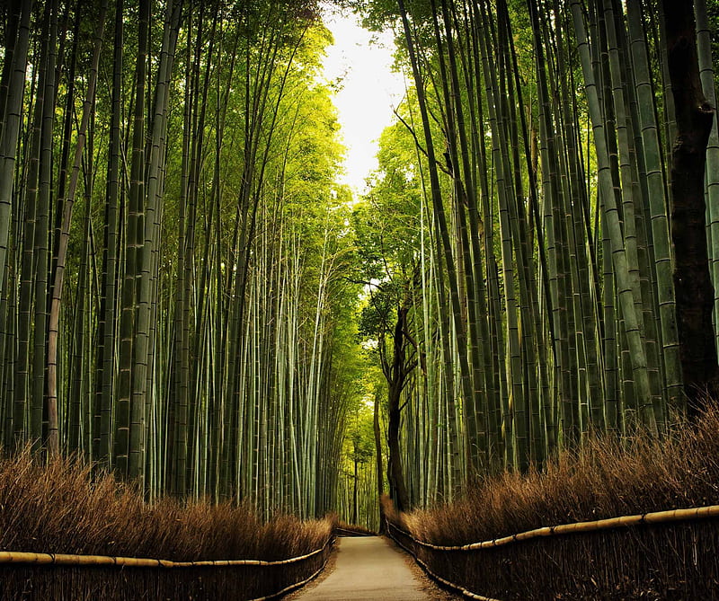 Bamboo Forest, landscape, nature, HD wallpaper