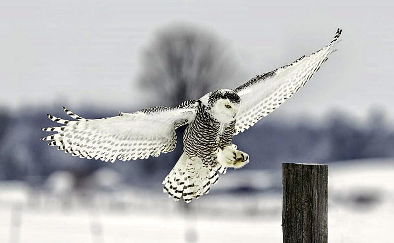 Snowy Owl, Snow, Animals, Birds, HD wallpaper