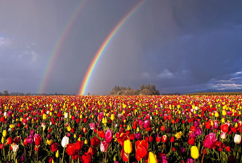 Double Rainbow, Oregon, flowers, bonito, spring, rainbow, tulips, trees, clouds, field, HD wallpaper