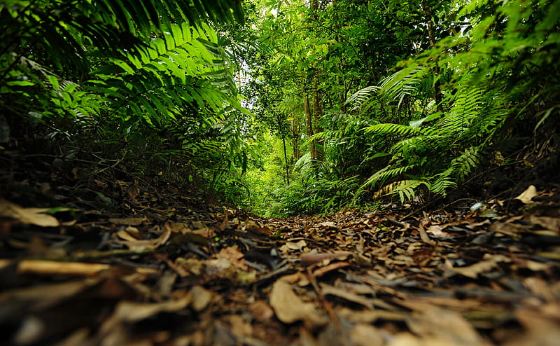 Rainforest Path Ultra, Nature, Forests, Asia, Forest, Leaf, Indonesia, conservation, pathway, national parks, Jawa, Jawa Barat, Kabupaten Sukabumi, Sukabumi, West Java, forest management, natural resources, rainforests, situ gunung, tropical forests, HD wallpaper