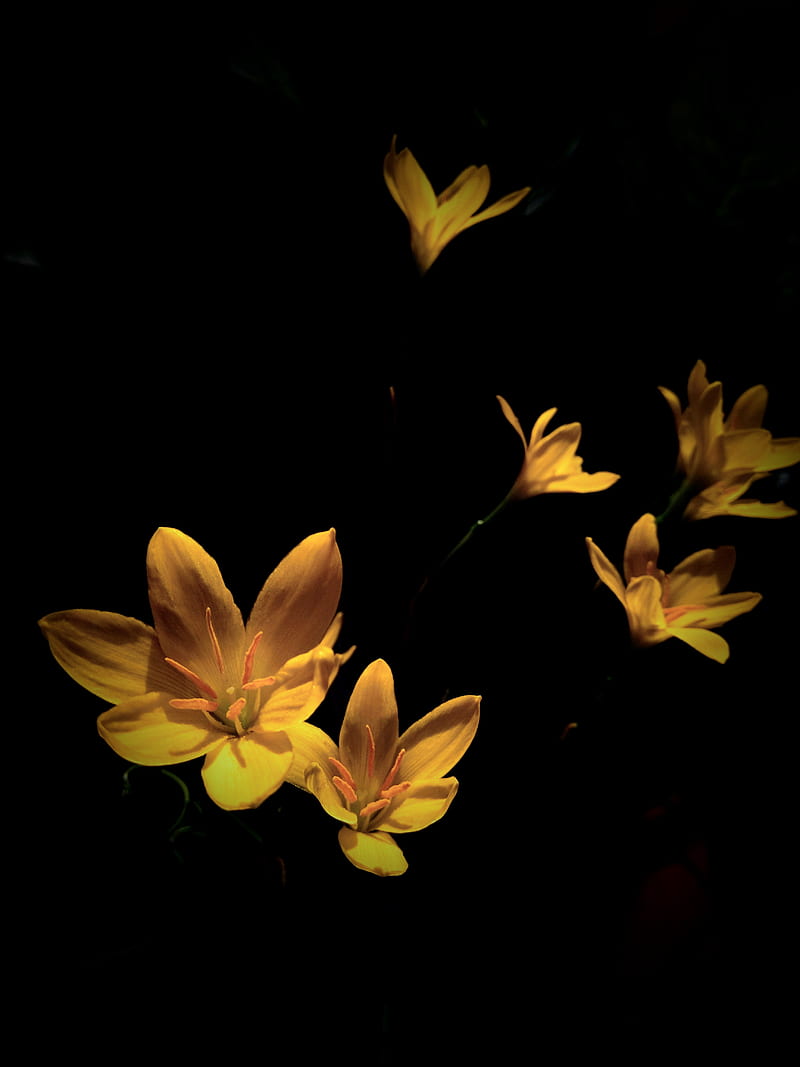 Amoled Flowers, new, Iphone, black, yellow, best, Ios, nice, Android,  flower, HD phone wallpaper | Peakpx