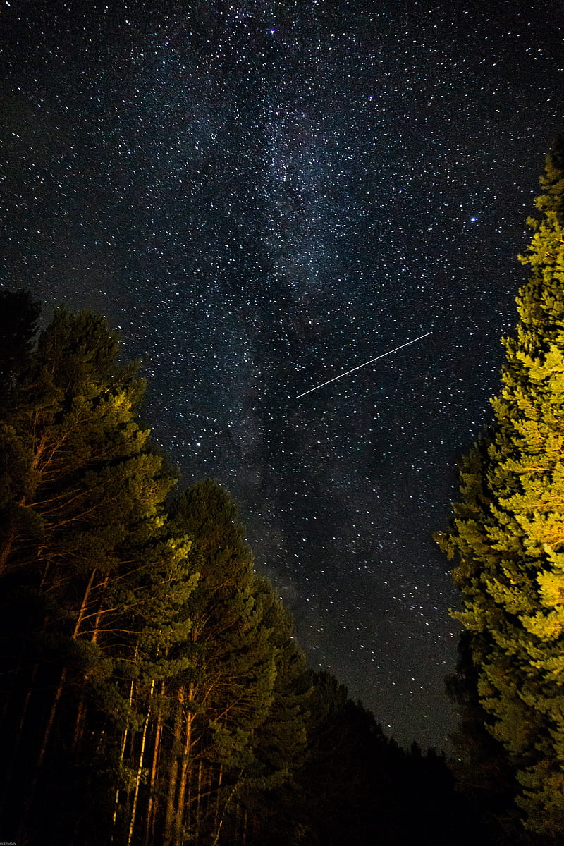 forest, starry sky, starfall, HD phone wallpaper