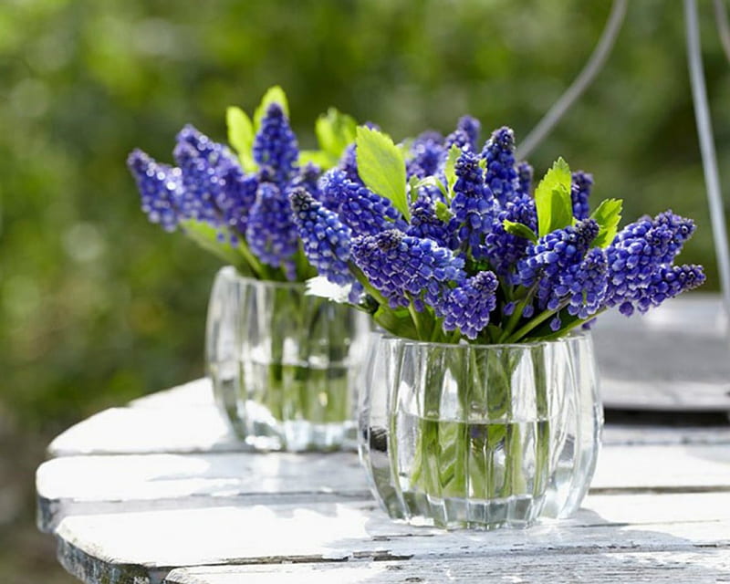 Blue Grape Hyacinths, glass, hyacinths, flowers, blue, HD wallpaper