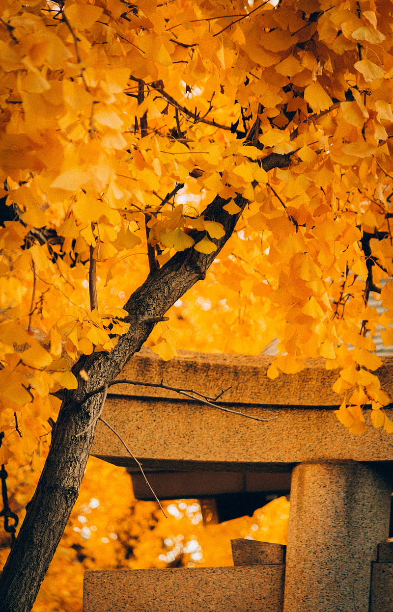 Tree, yellow, autumn, nature, HD phone wallpaper | Peakpx