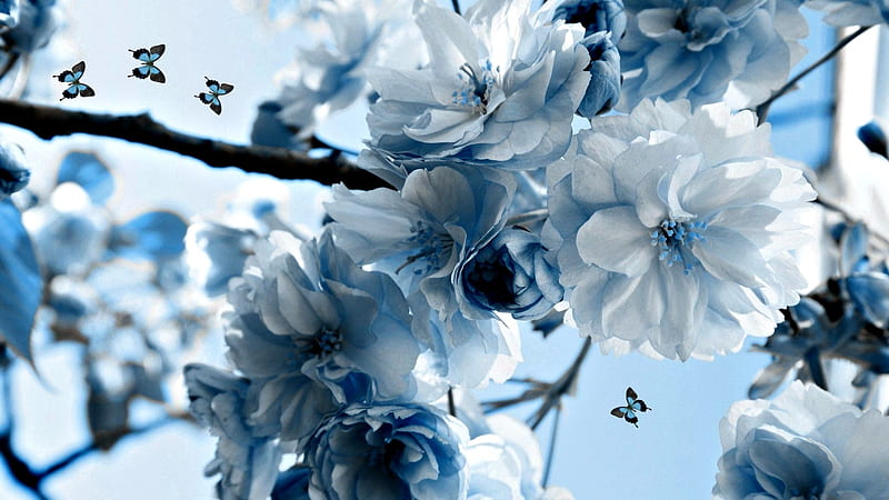 Light Blue Flowers, Butterflies, Flowers, Blue, Light, HD wallpaper | Peakpx