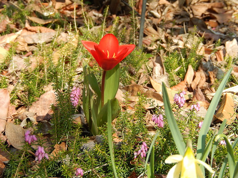 tulipe, red, flower, nature, parc, HD wallpaper