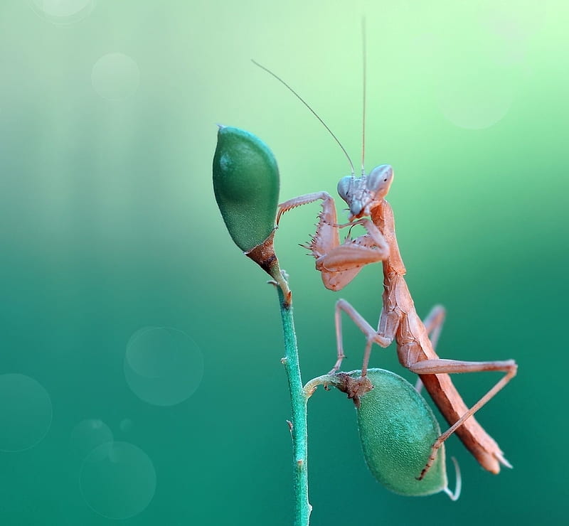 Baby Mantis, mustafa ozturk, praying mantis, calugarita, green, insect, baby, pink, blue, HD wallpaper