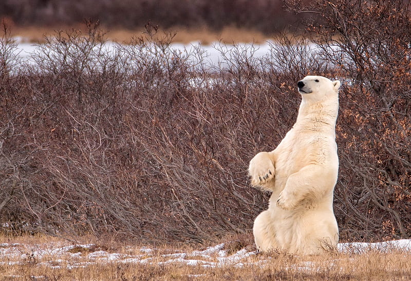 Polar Bear, snow, white, manitoba, animal, winter, canada, HD wallpaper