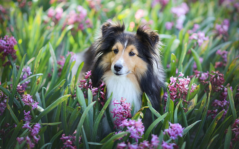 Shetland sheepdog, dogs, Sheltie, cute animals, hyacinths, HD wallpaper