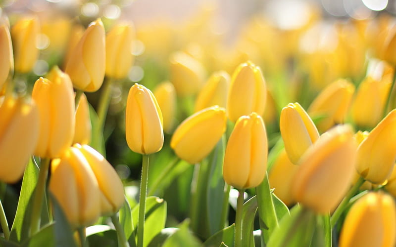 * Tulips *, yellow, sunny, nature, tulips, HD wallpaper