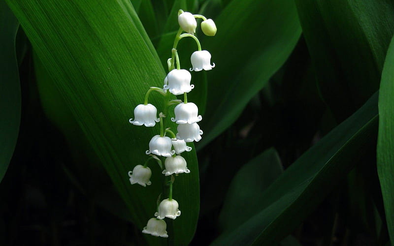 lily of the valley-Flowers, HD wallpaper