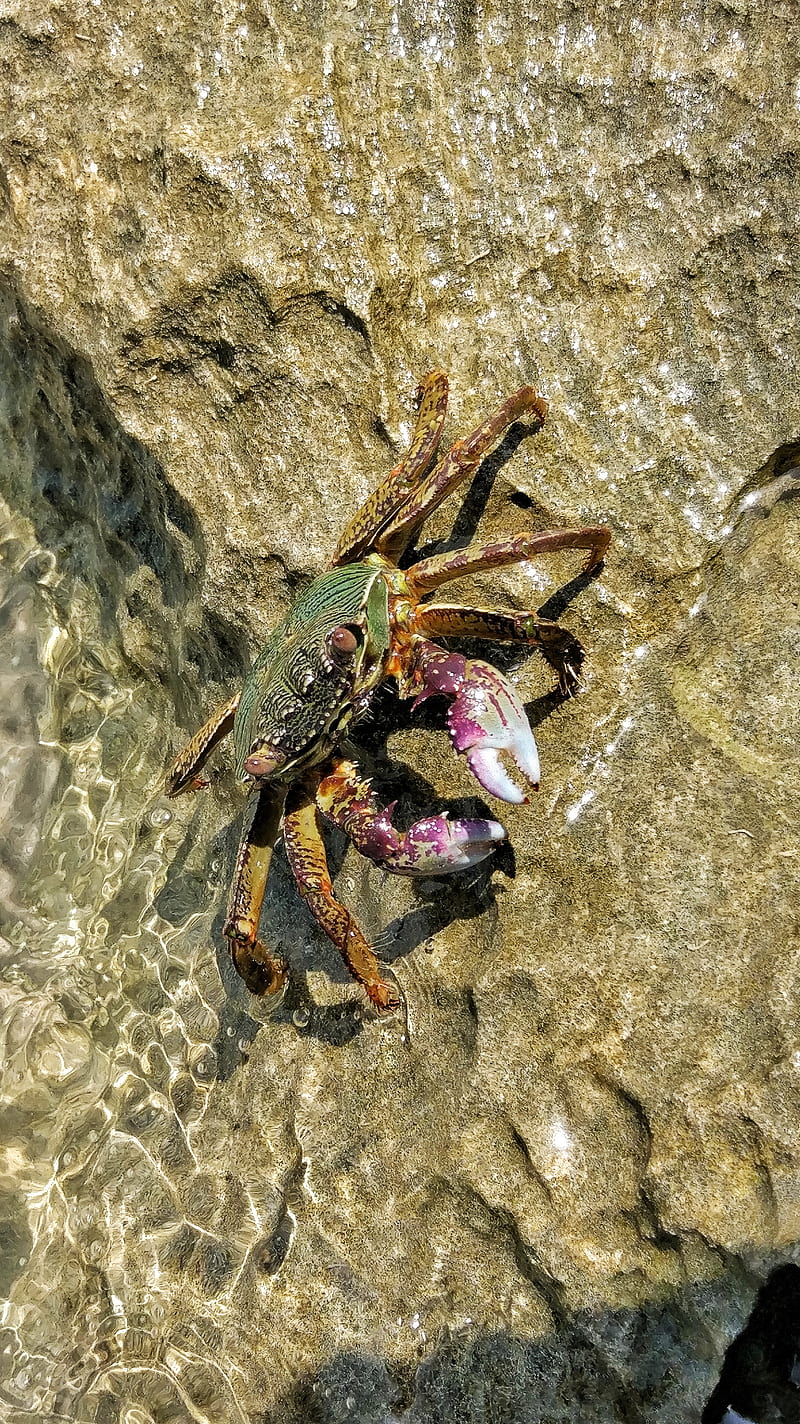 water animals crab