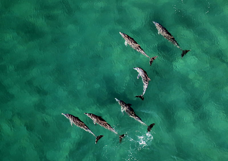 six dolphins at calm water, HD wallpaper